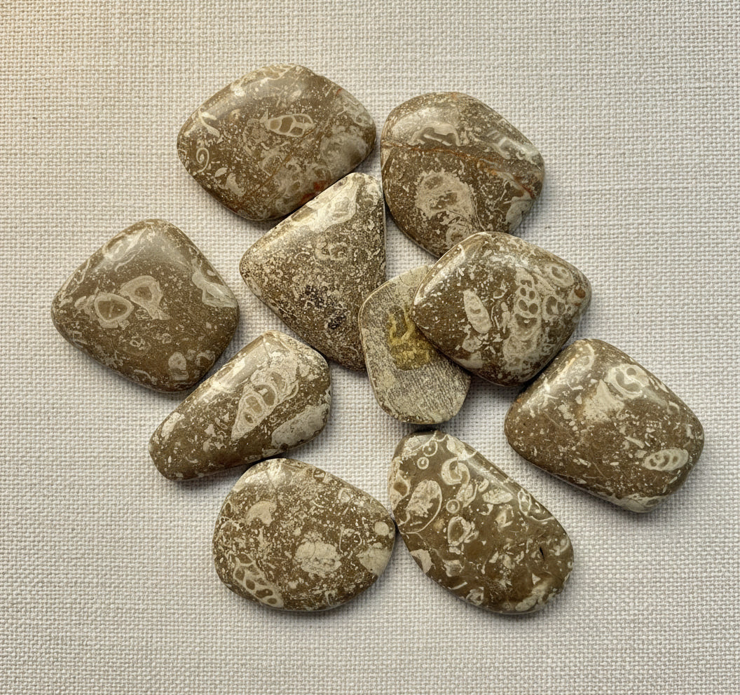Concha Fósil (Fossil Shell) from Peru, hand-graded by The Stone Atlas, lot XA12