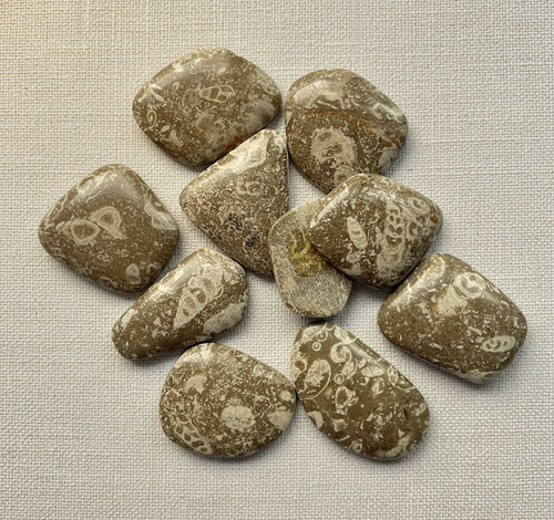 Concha Fósil (Fossil Shell) · Lima, Peru, ~21 ct piece